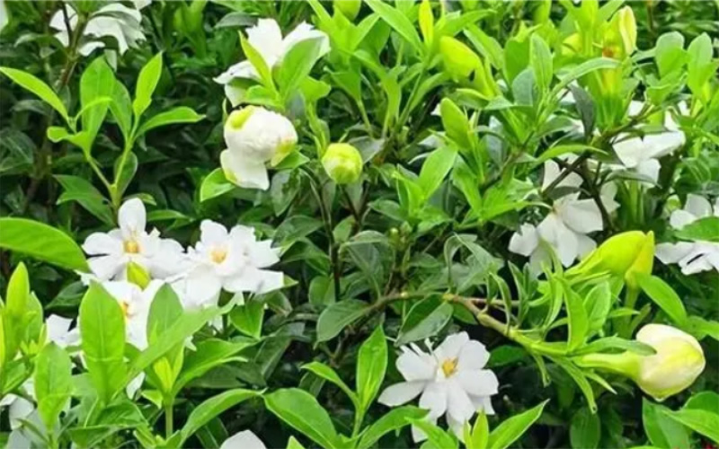 未命名-1.jpg