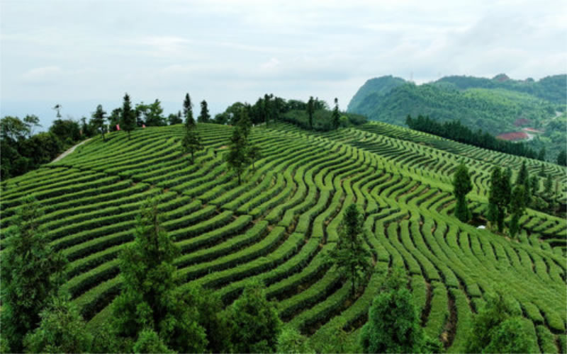 未命名-1.jpg