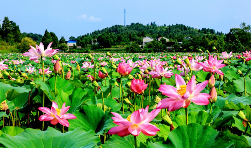 未命名-1.jpg