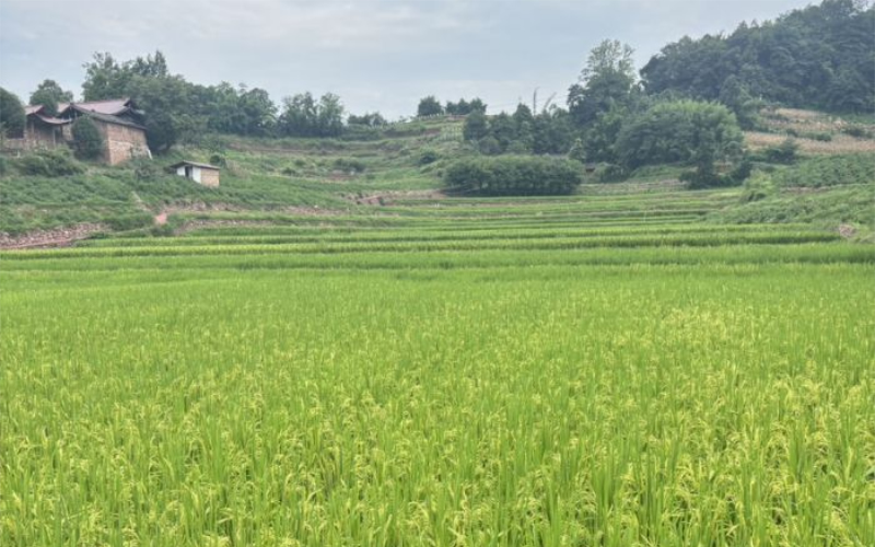 未命名-1.jpg
