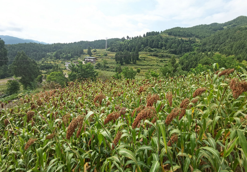 1755760919578043.jpg 未命名-1.jpg