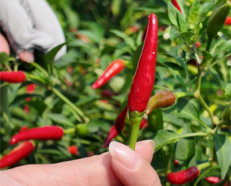 1756259867761188.jpg 未命名-1.jpg