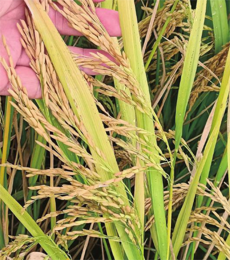 1760579938185401.jpg 未命名-1.jpg