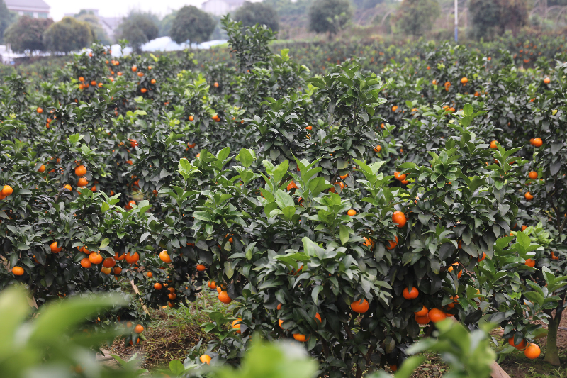 1763362688112217.jpg 未命名-1.jpg