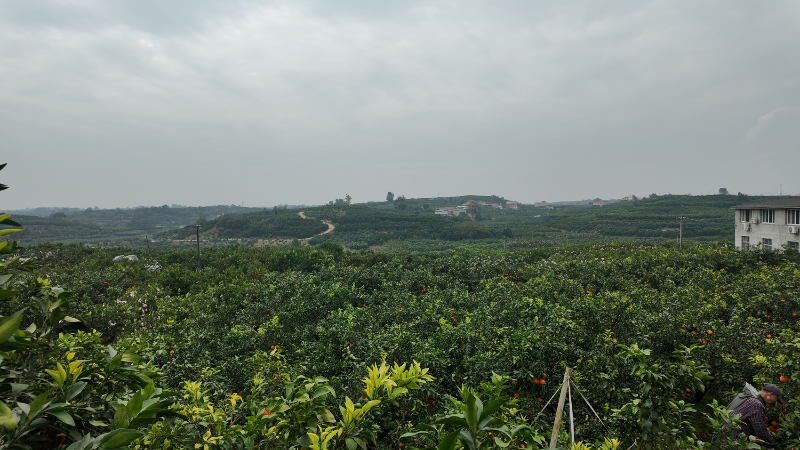 1763431518449777.jpg 未命名-1.jpg