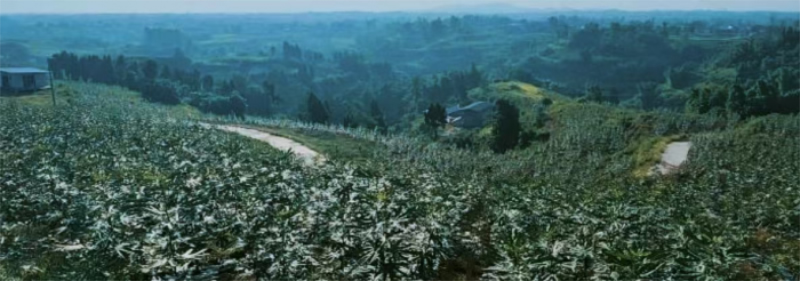 1763540231412321.jpg 未命名-1.jpg