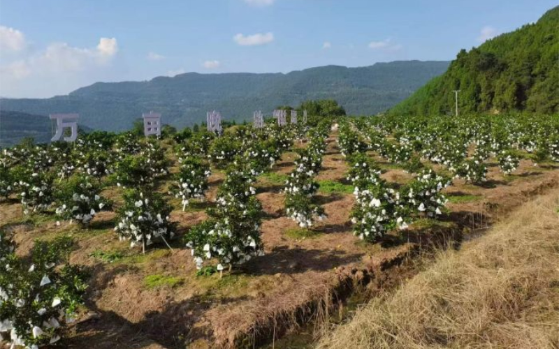 1763694534972135.jpg 未命名-1.jpg