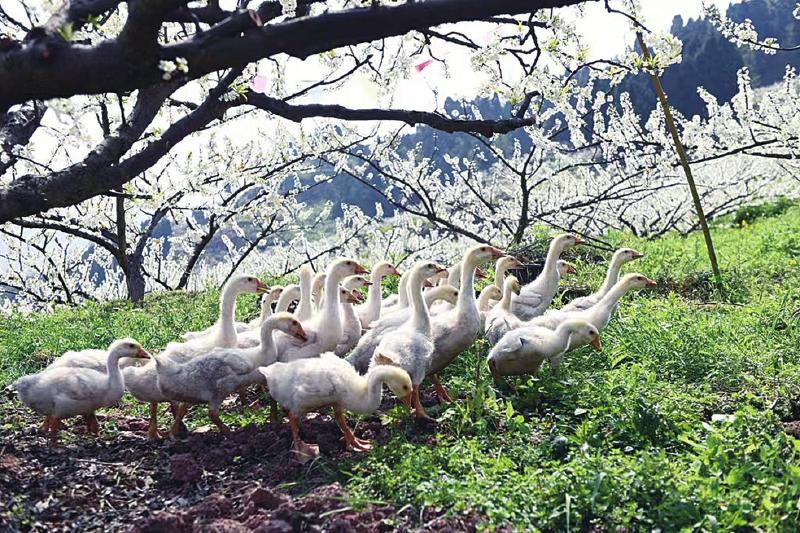 1764122814542283.jpg ce9d1f46162233421a6a211b74bc388e_8d51603693898d618cabfa04d4265b94.jpg