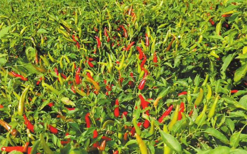 1764125594292231.jpg 未命名-1.jpg