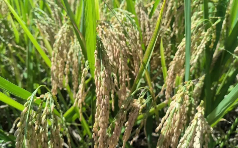 1765179880611221.jpg 未命名-1.jpg